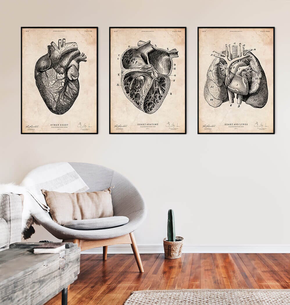 Heart section art print II - Vintage - Codex Anatomicus