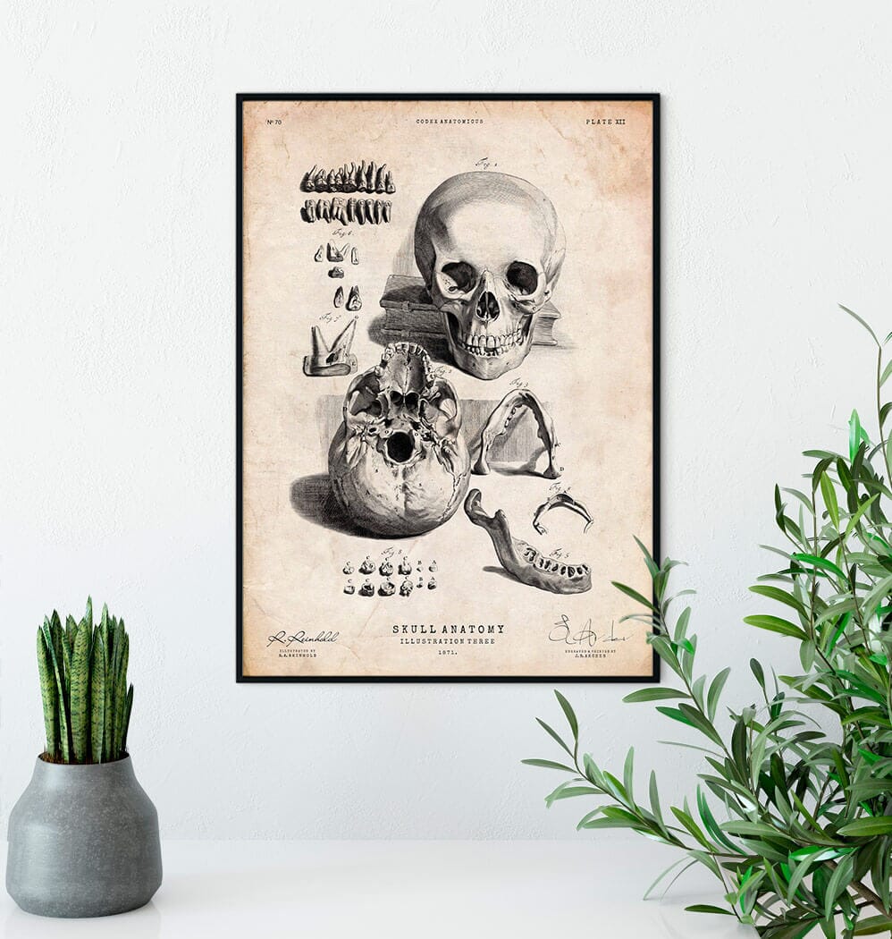 Skull on book アクリル原画 Human skull print IX - Codex Anatomicus