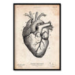 Charger l'image dans la galerie, heart anatomy art print in vintage style by codex anatomicus
