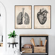 Load image into Gallery viewer, Anatomy art - heart and lungs poster
