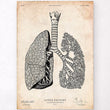 Load image into Gallery viewer, Lungs anatomy art print
