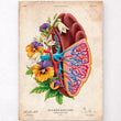 Laden Sie das Bild in den Galerie-Viewer, Vintage spleen anatomy poster
