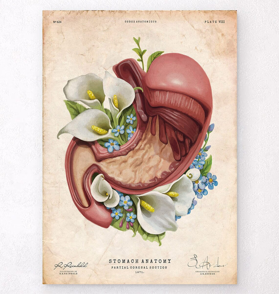 Floral stomach anatomy art print by Codex Anatomicus