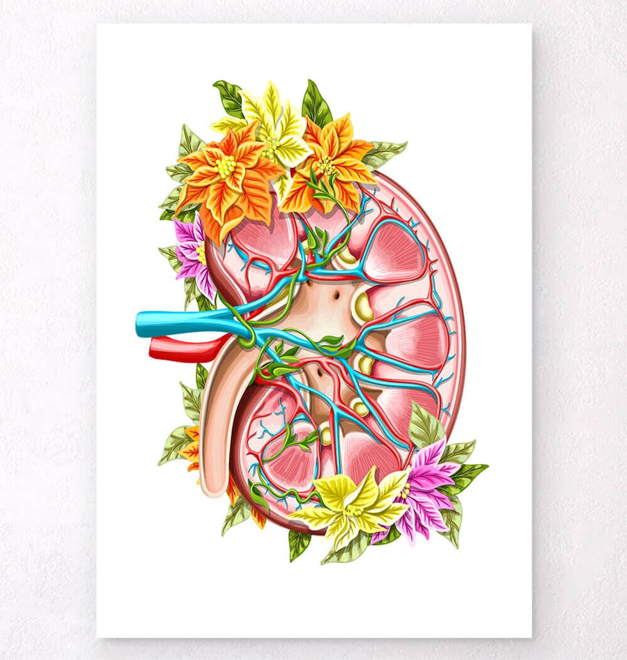 腎臓モチーフ細胞アート 原画 キャンバス 生物学×アート インテリア Floral watercolor kidney anatomy art print – Codex Anatomicus