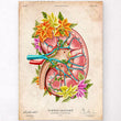 Load image into Gallery viewer, Kidney internal structure anatomy poster
