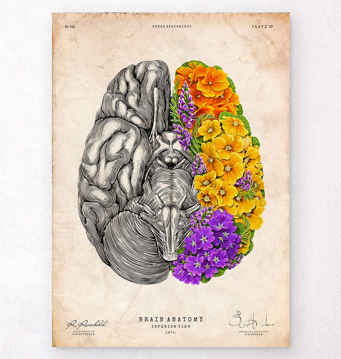 Floral brain anatomy art print on old paper - Codex Anatomicus