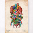 Load image into Gallery viewer, Vintage urinary system anatomy poster
