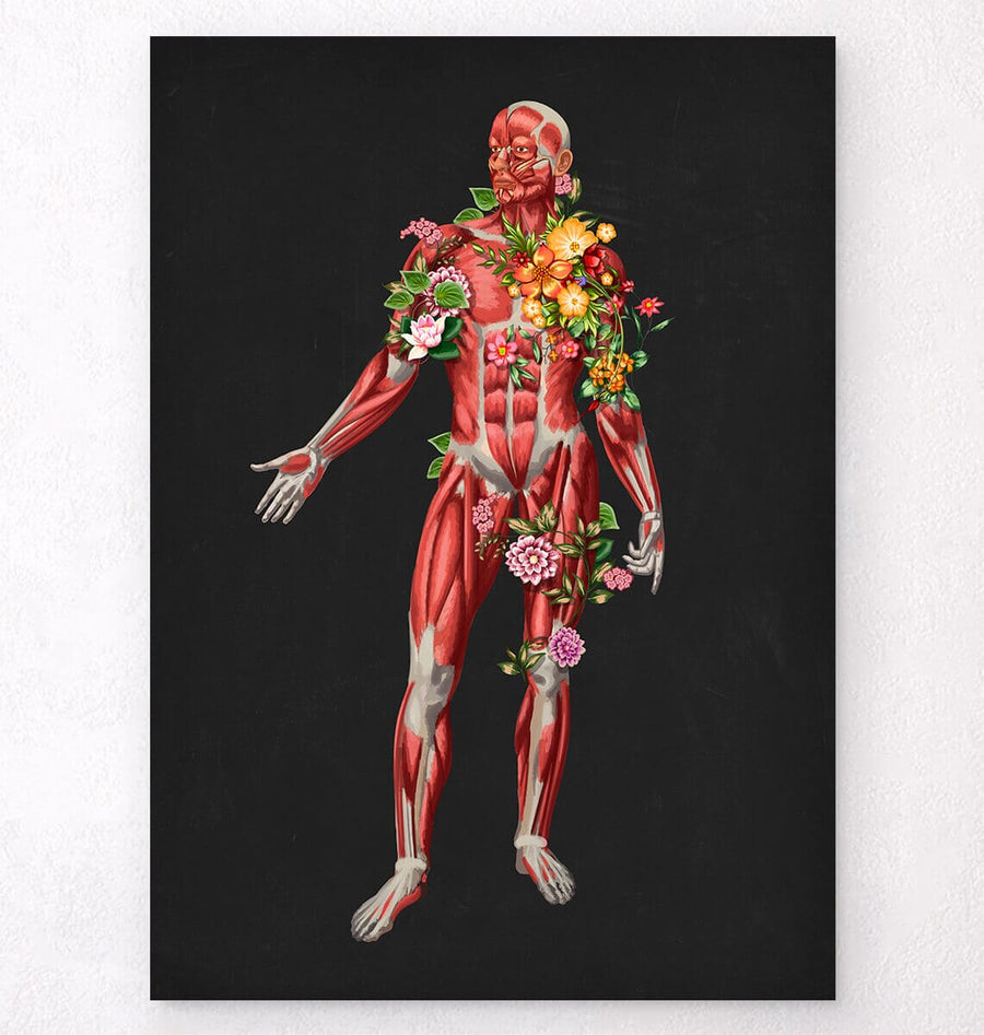 Muscles anatomy art - Codex Anatomicus