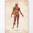 Load image into Gallery viewer, Back muscles anatomy poster
