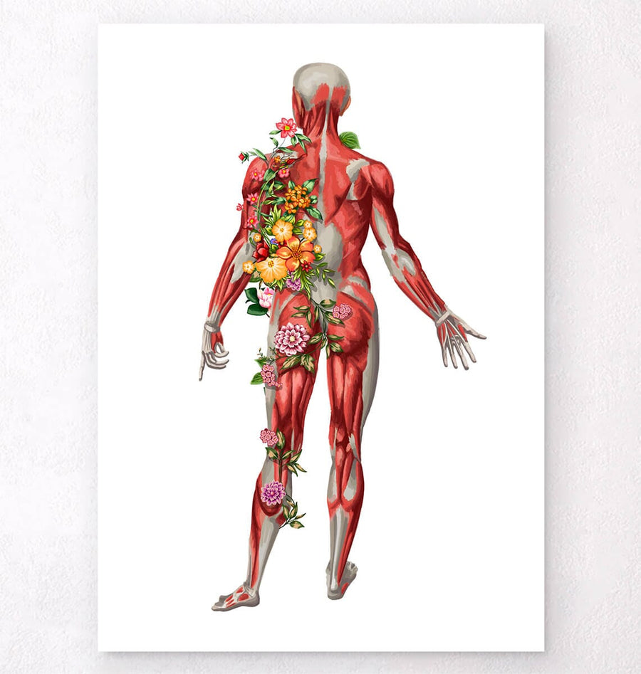 Poster Anatomie - Muskulatur des Menschen - Halsmuskulatur mit deutscher Beschriftung – Wandbild
