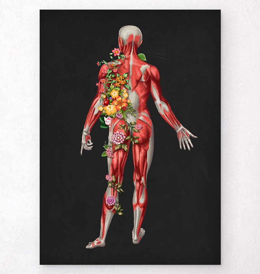 Muscles anatomy art - Codex Anatomicus
