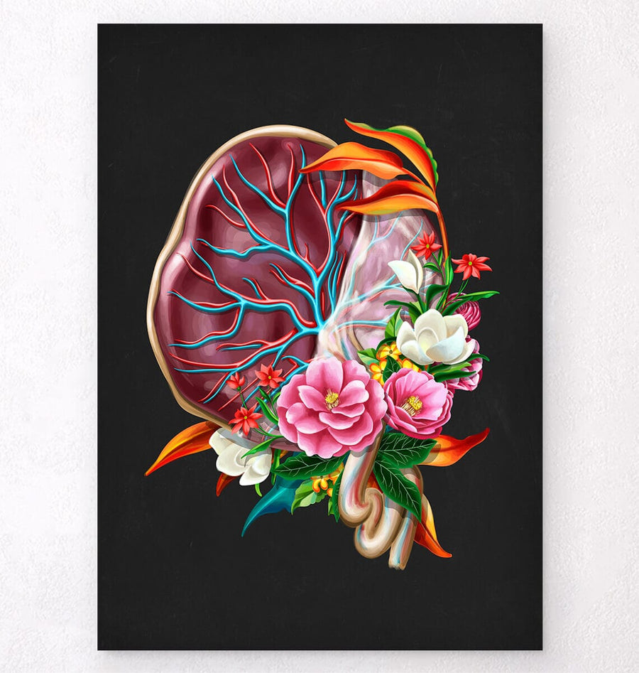 Placenta anatomy art print - Codex Anatomicus
