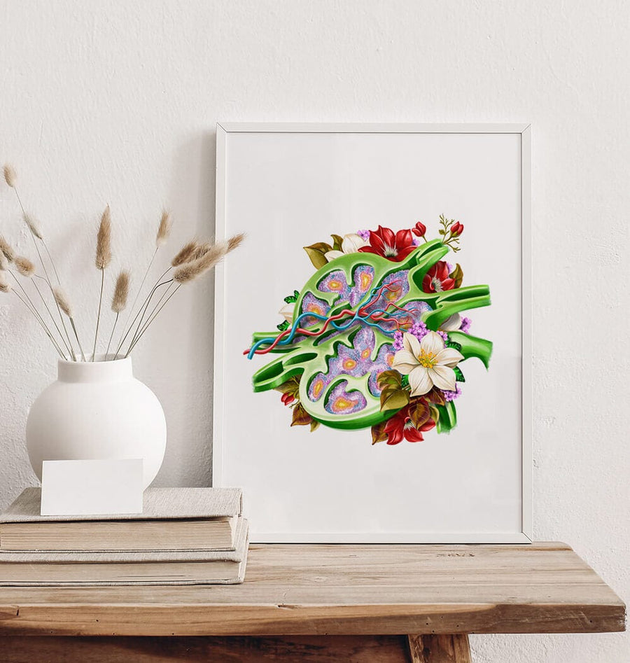 Lymph Node Art Print - Codex Anatomicus