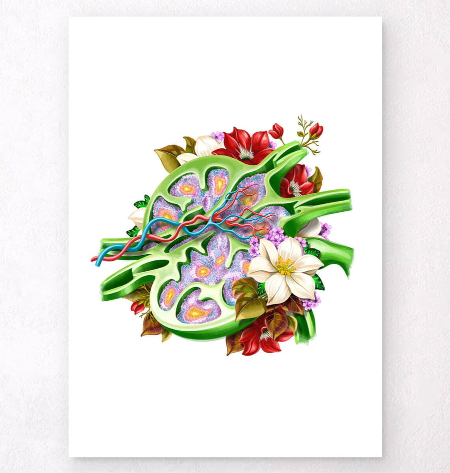 Lymph Node Art Print - Codex Anatomicus