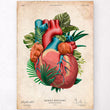 Load image into Gallery viewer, Vintage heart anatomy poster
