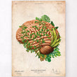 Load image into Gallery viewer, Brain anatomy IV - Floral - Vintage
