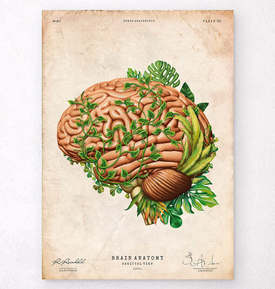 ANATOMIA BAROCCA アート・デザイン Floral brain anatomy art print - Codex Anatomicus