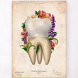 Load image into Gallery viewer, Molar anatomy art print
