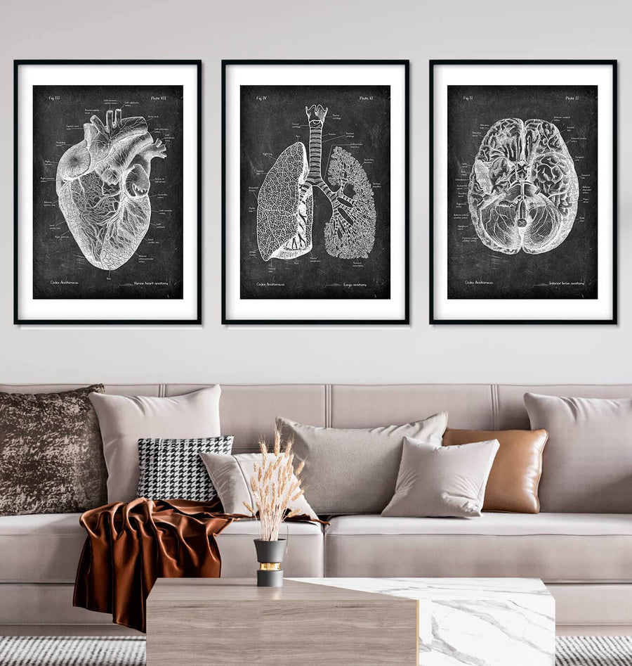 Bestsellers Chalkboard Anatomy Art Set of 3 - Codex Anatomicus