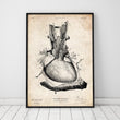 Charger l'image dans la galerie, anatomical heart medical poster
