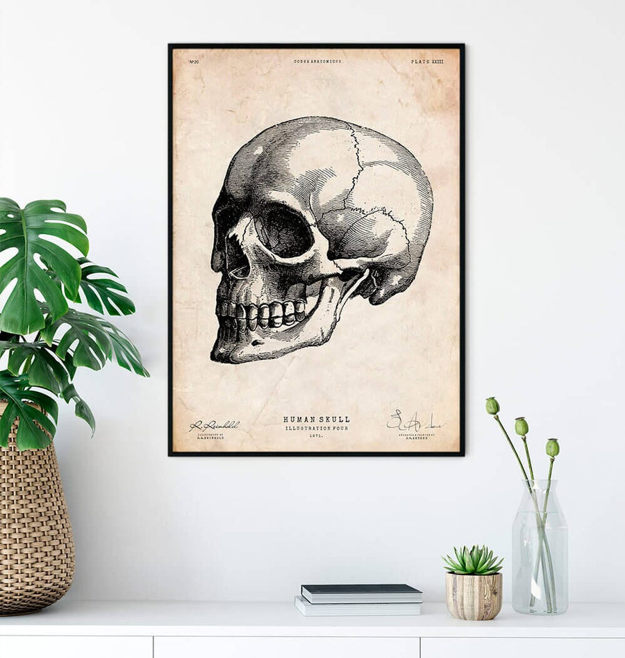 Human skull print IV - Codex Anatomicus