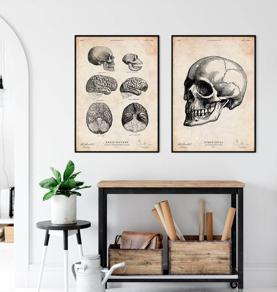 Human skull print IV - Codex Anatomicus