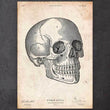 Laden Sie das Bild in den Galerie-Viewer, Human skull poster
