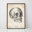 Laden Sie das Bild in den Galerie-Viewer, Human skull vintage anatomy poster
