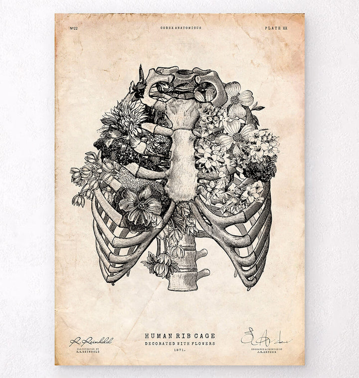 Skull and Skeleton - Anatomy Art - Codex Anatomicus – Tagged 