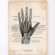Laden Sie das Bild in den Galerie-Viewer, Hand anatomy poster
