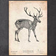 Charger l'image dans la galerie, Deer anatomy poster
