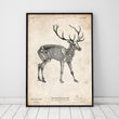Charger l'image dans la galerie, Deer skeleton poster
