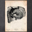 Load image into Gallery viewer, Eye anatomy poster
