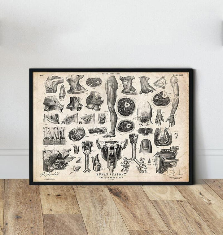 Human anatomy chart - Codex Anatomicus