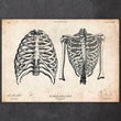 Laden Sie das Bild in den Galerie-Viewer, Rib cage poster
