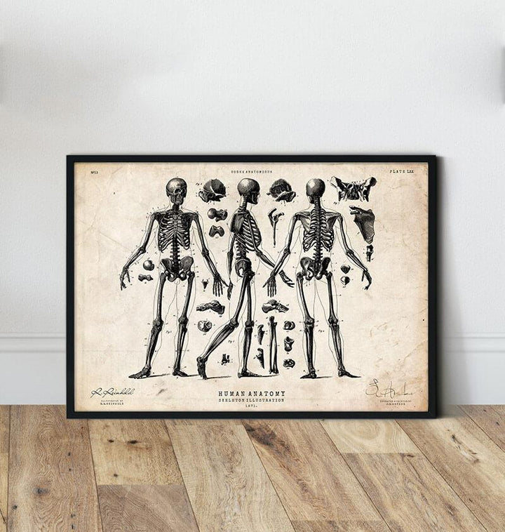 Skeleton art print - Vintage - Codex Anatomicus