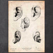 Laden Sie das Bild in den Galerie-Viewer, Ear anatomy poster
