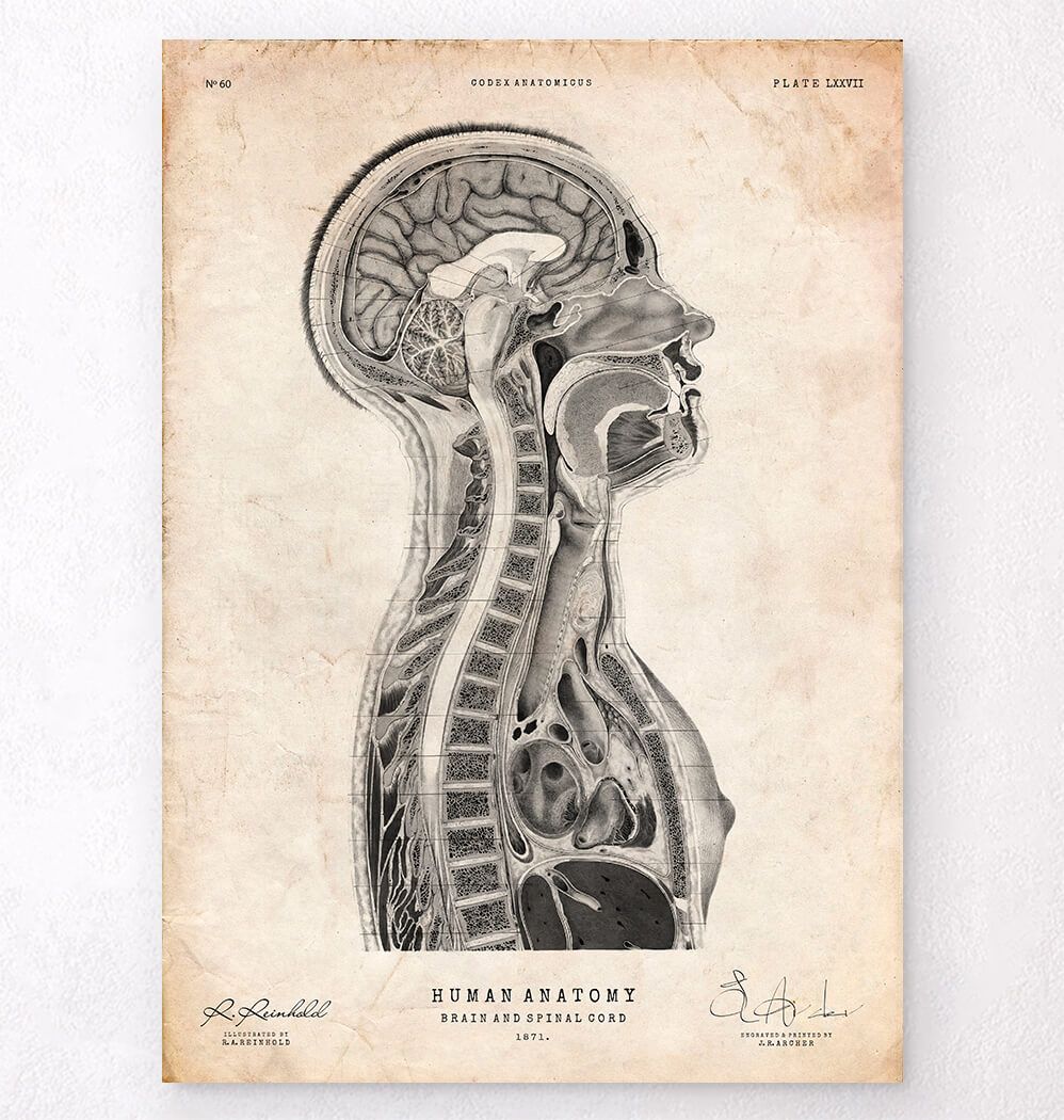Brain anatomy poster - Anatomy Art - Codex Anatomicus