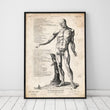 Charger l'image dans la galerie, Full body human anatomy print VI art print
