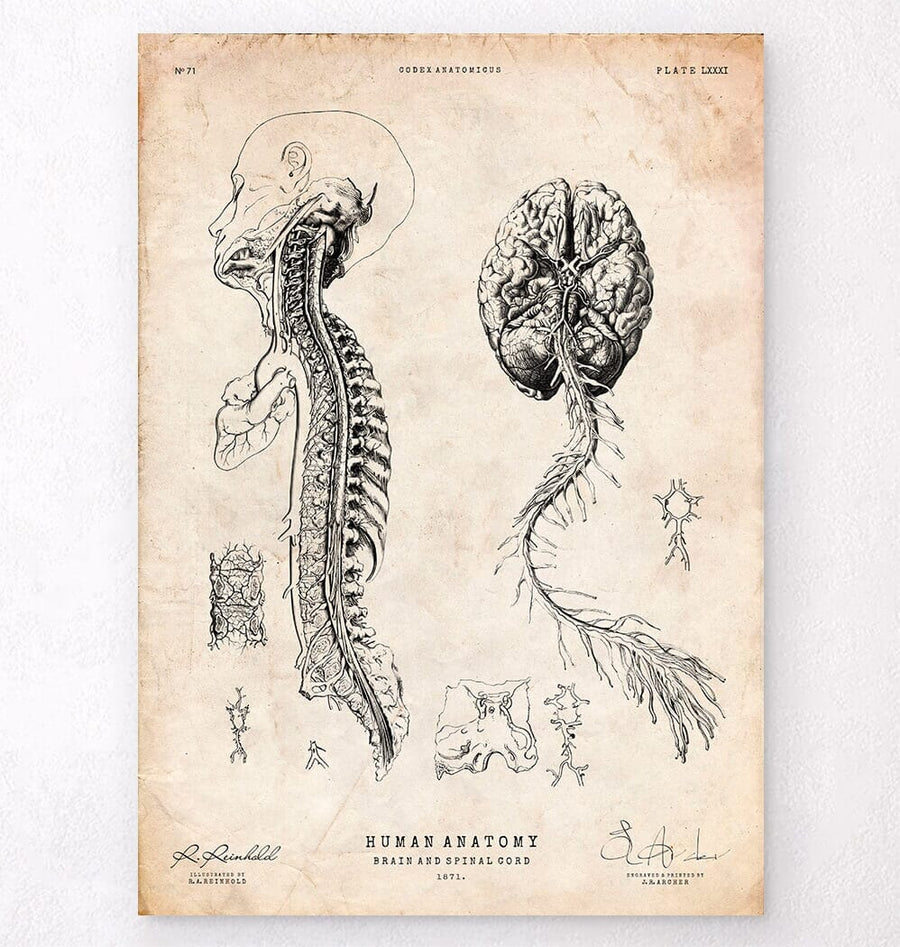 Brain anatomy art - Codex Anatomicus