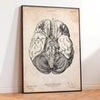 Charger l'image dans la galerie, Brain anatomy poster
