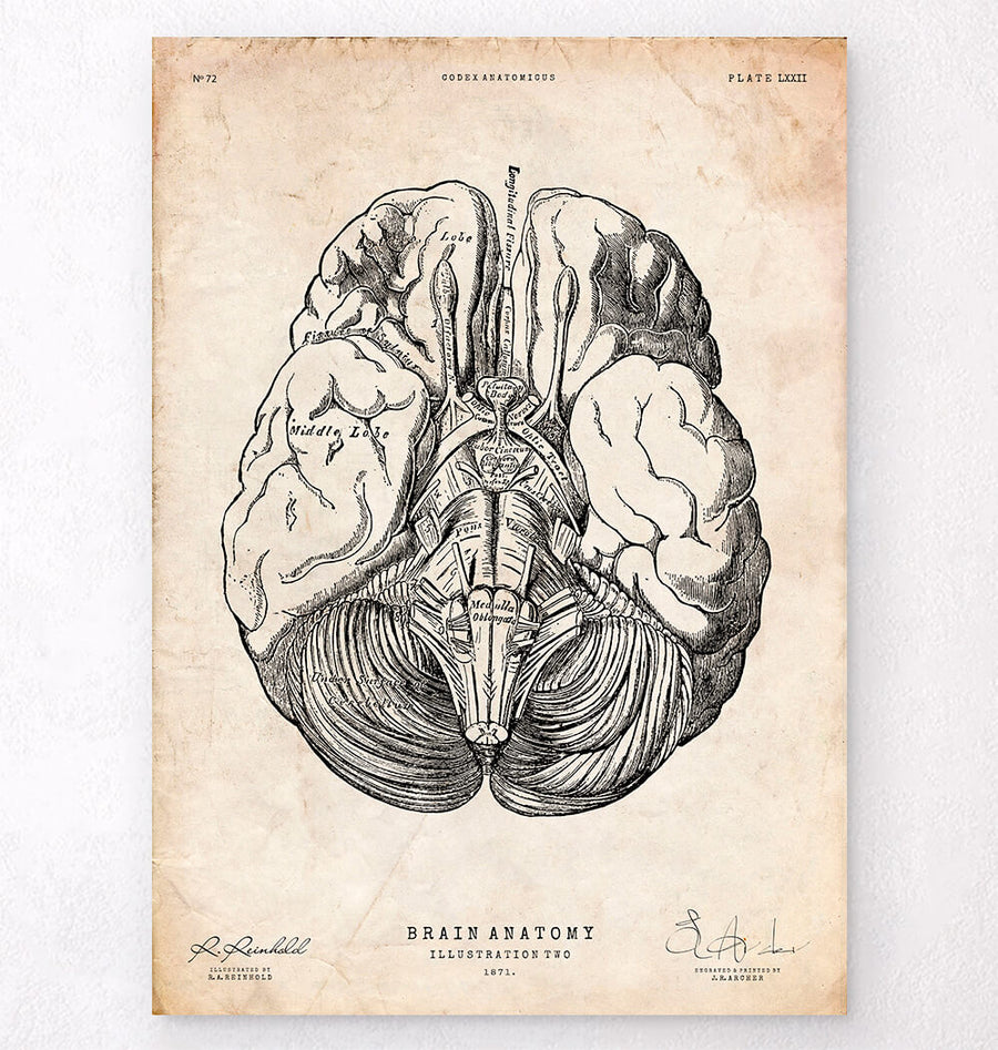 Brain parts anatomy poster – Codex Anatomicus