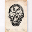 Charger l'image dans la galerie, Fetus anatomy poster
