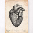 Charger l'image dans la galerie, Anatomical heart poster
