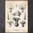 Charger l'image dans la galerie, Octopus anatomy poster
