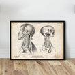 Charger l'image dans la galerie, vintage head anatomy poster by codex anatomicus
