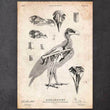 Laden Sie das Bild in den Galerie-Viewer, Bird anatomy art poster
