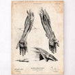 Charger l'image dans la galerie, Hand anatomy poster
