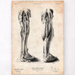 Charger l'image dans la galerie, Leg anatomy poster
