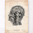 Charger l'image dans la galerie, Brain sections anatomy poster
